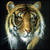Eye_of_Tiger